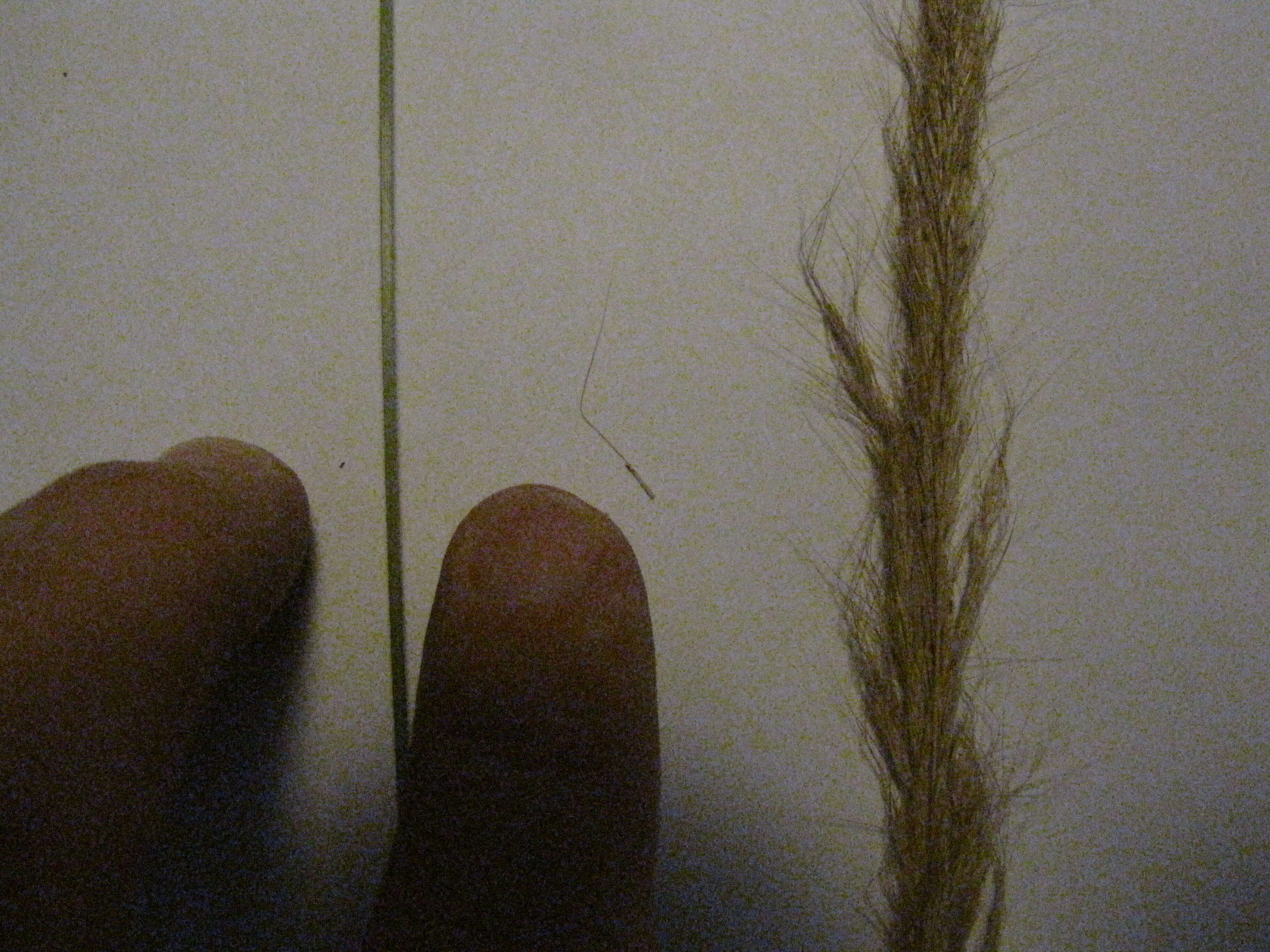 Image of clovenfoot plumegrass