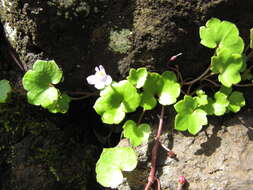 Image of Ivy-leaved Toadflax