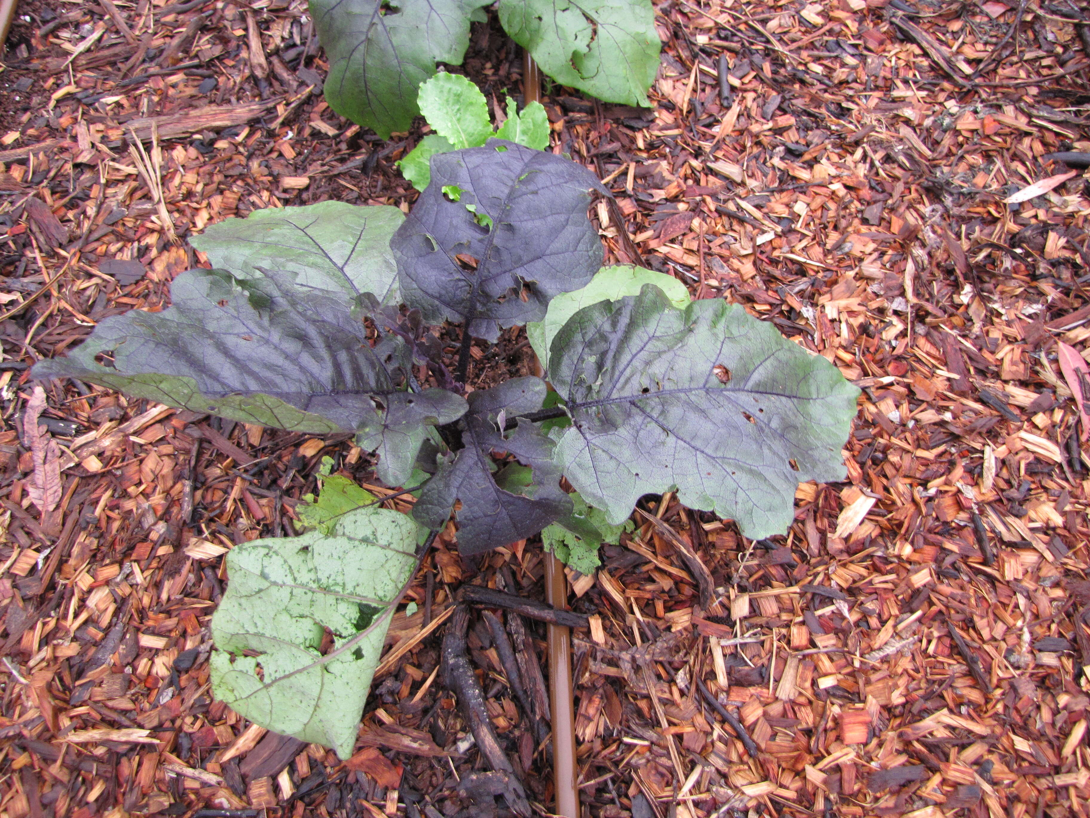 Image of eggplant