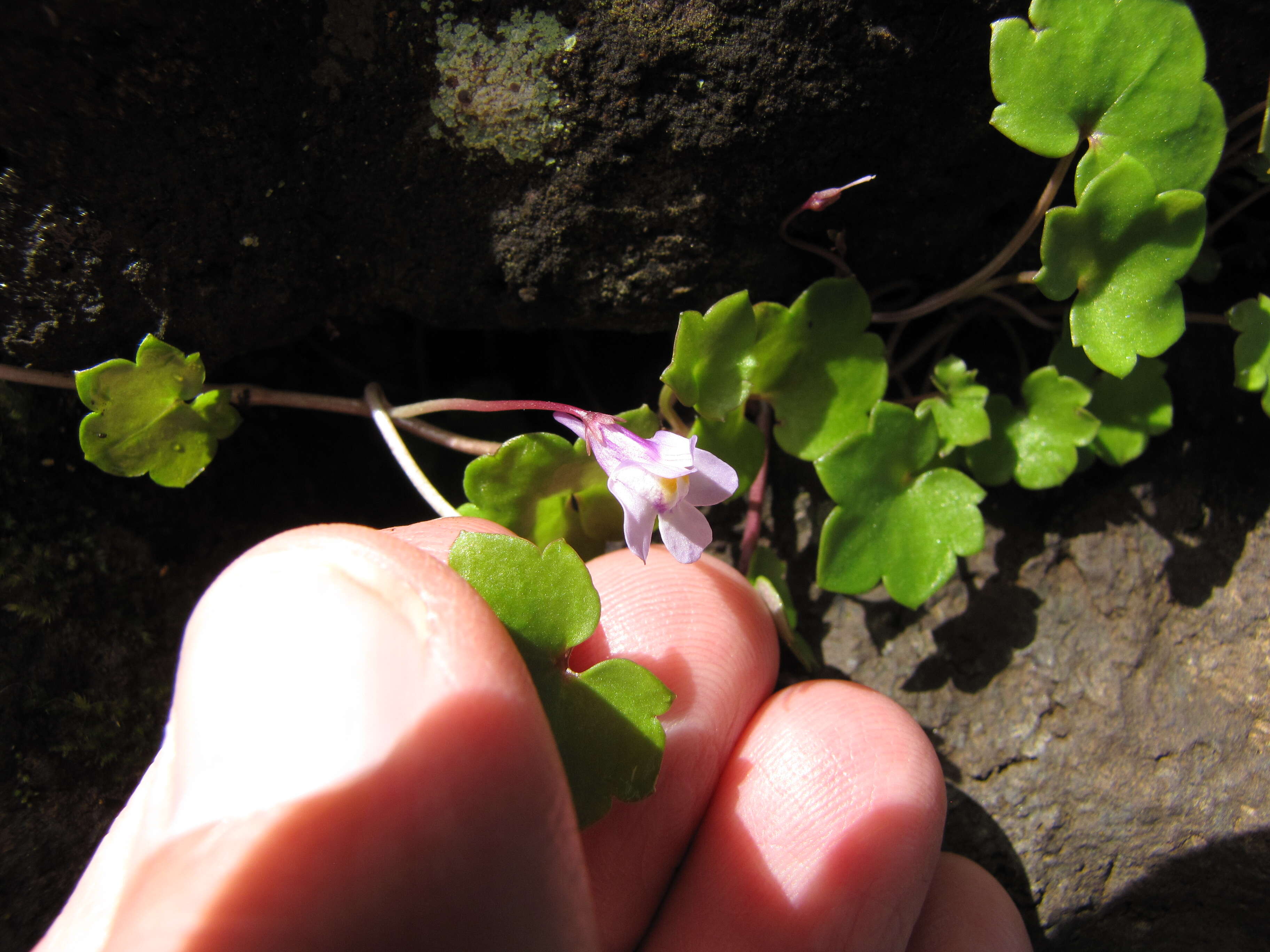 Image of Ivy-leaved Toadflax