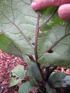 Image of eggplant