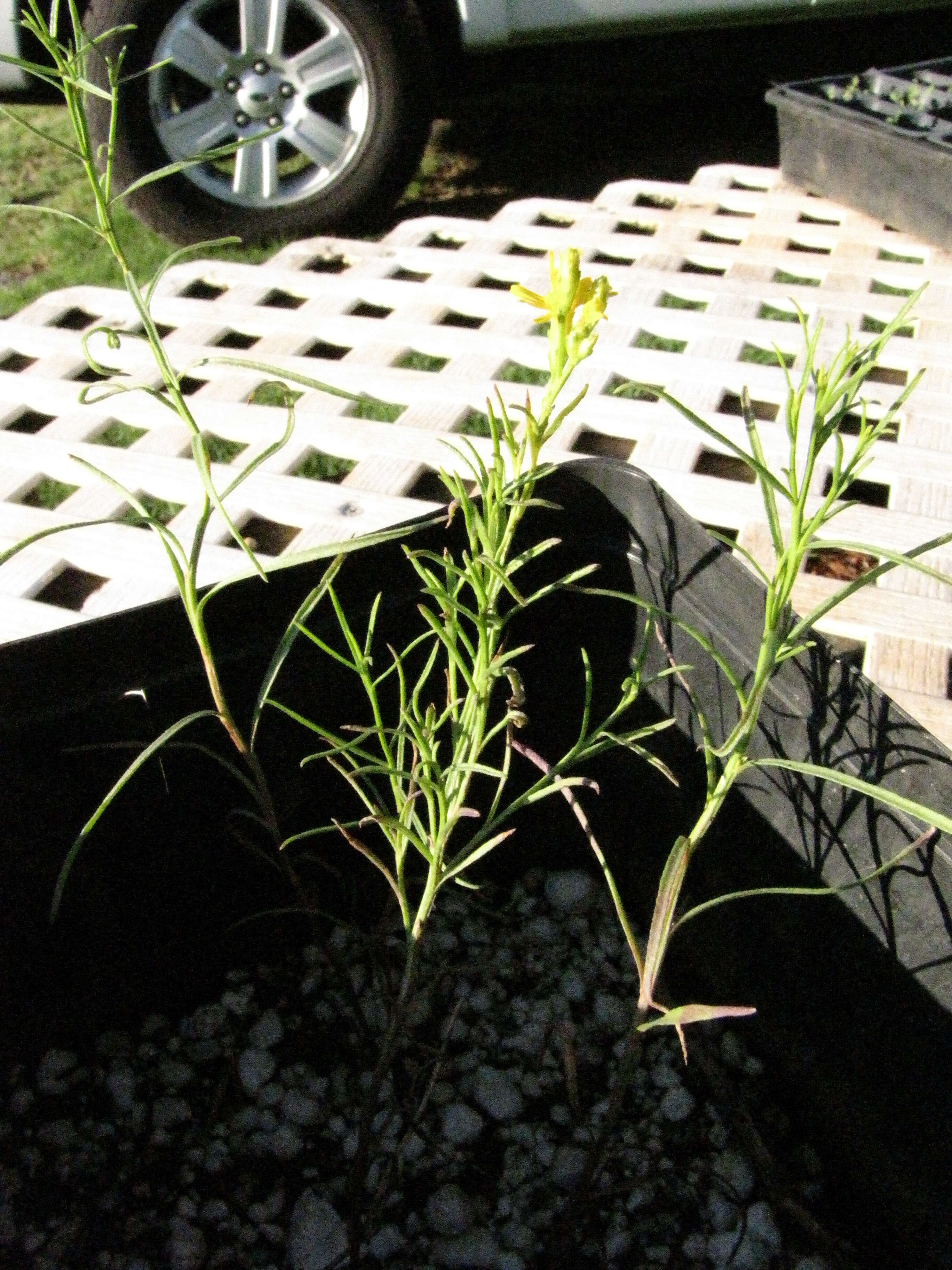 Image of broom snakeweed