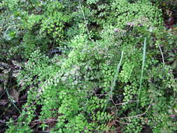 Image de Adiantum raddianum C. Presl