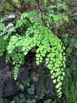 Image de Adiantum raddianum C. Presl