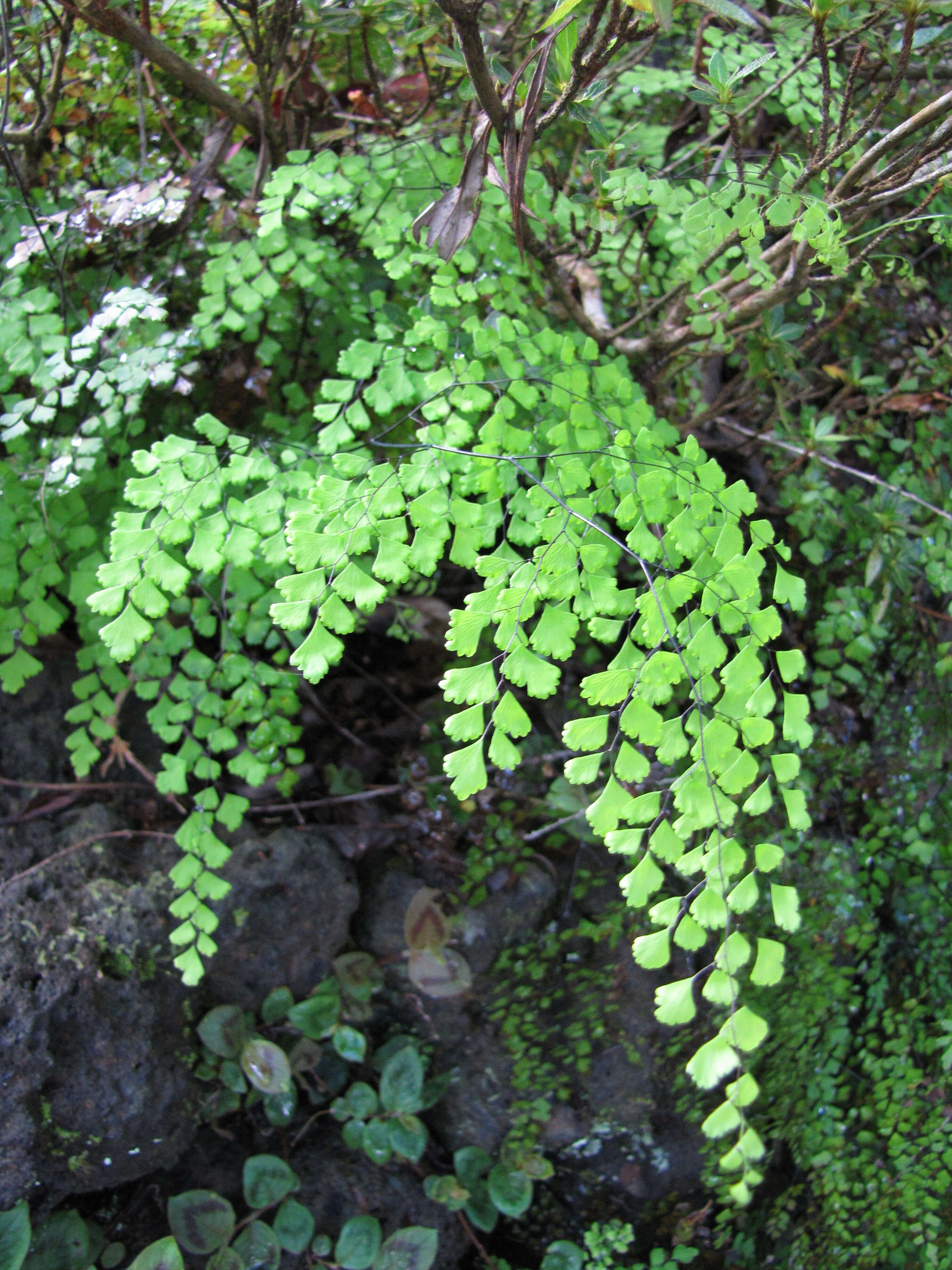 Image of delta maidenhair