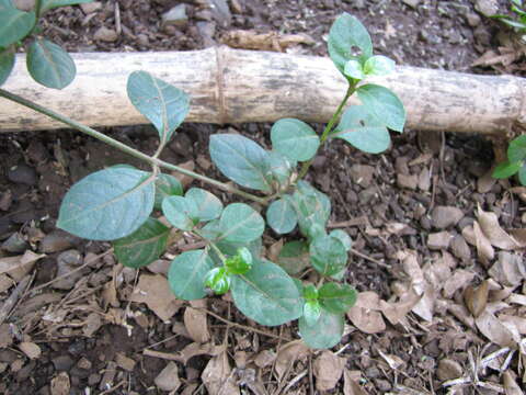 Image of Coral creeper