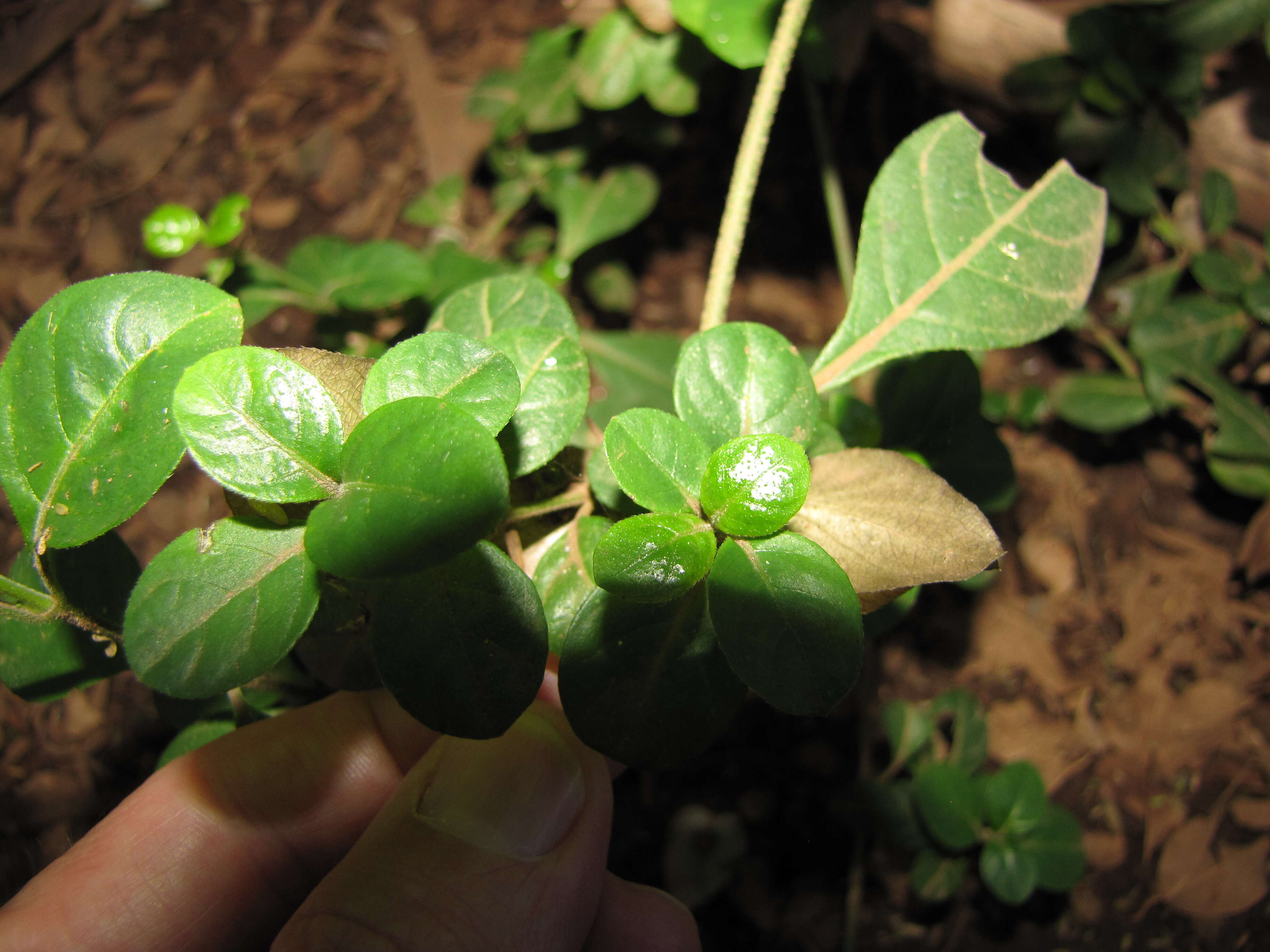 Image of Barleria repens Nees