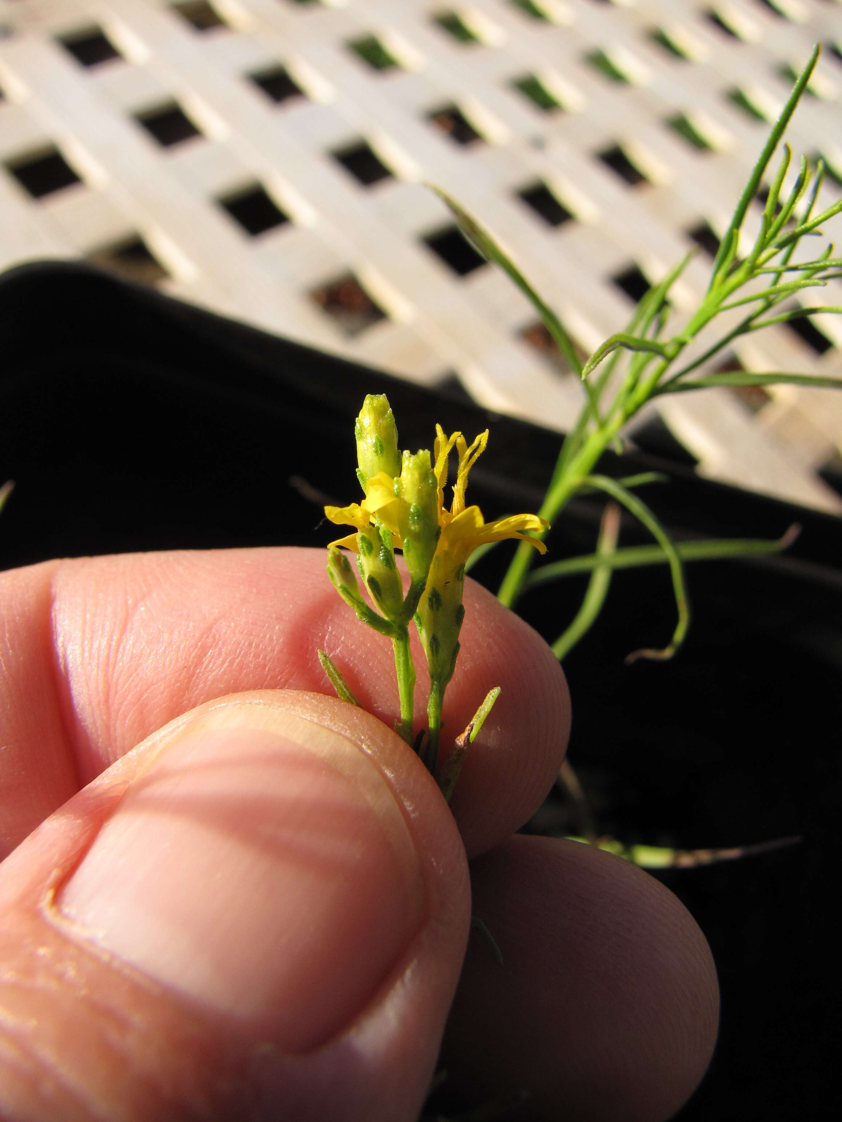 Image of broom snakeweed