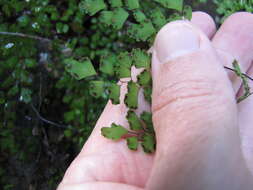 Image of delta maidenhair