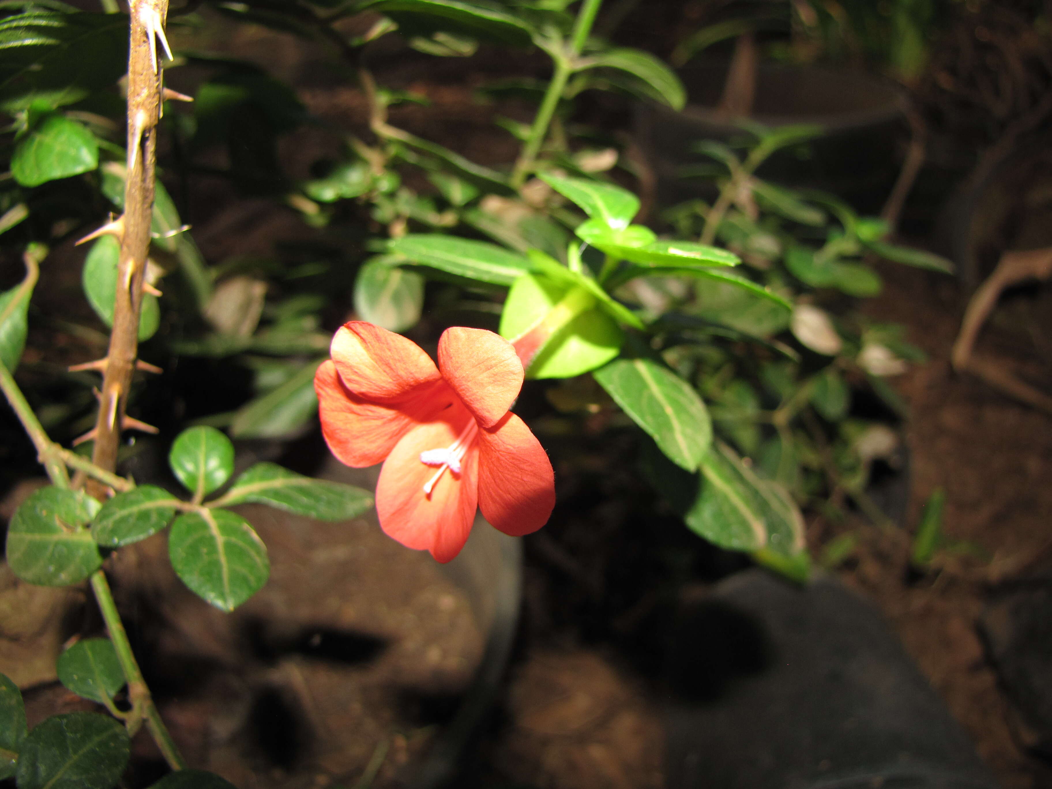 Image of Barleria repens Nees