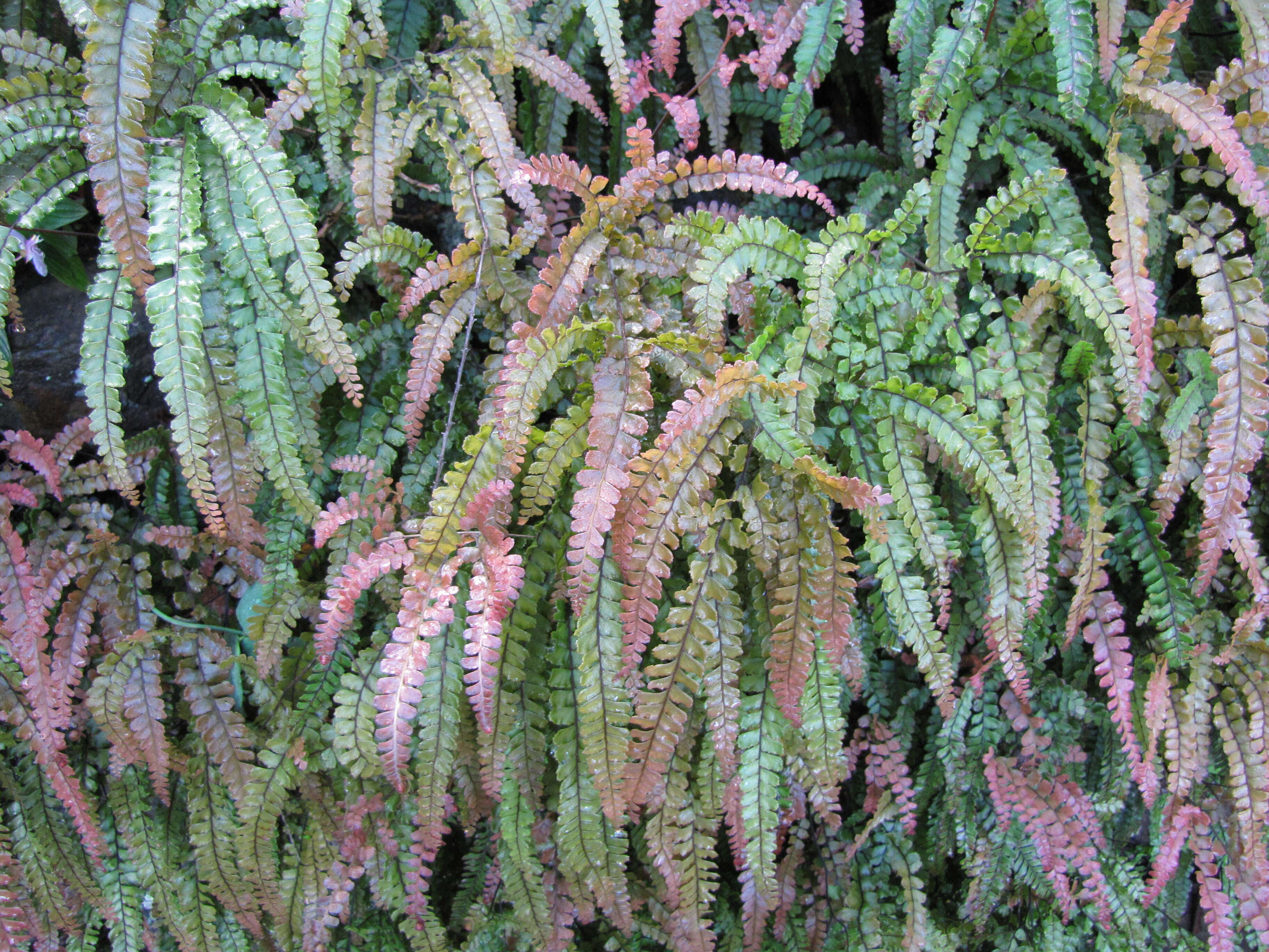 Image of rough maidenhair