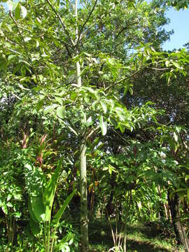 Image of Guiana-chestnut