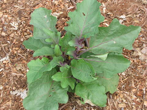 Image of eggplant