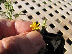 Image of broom snakeweed