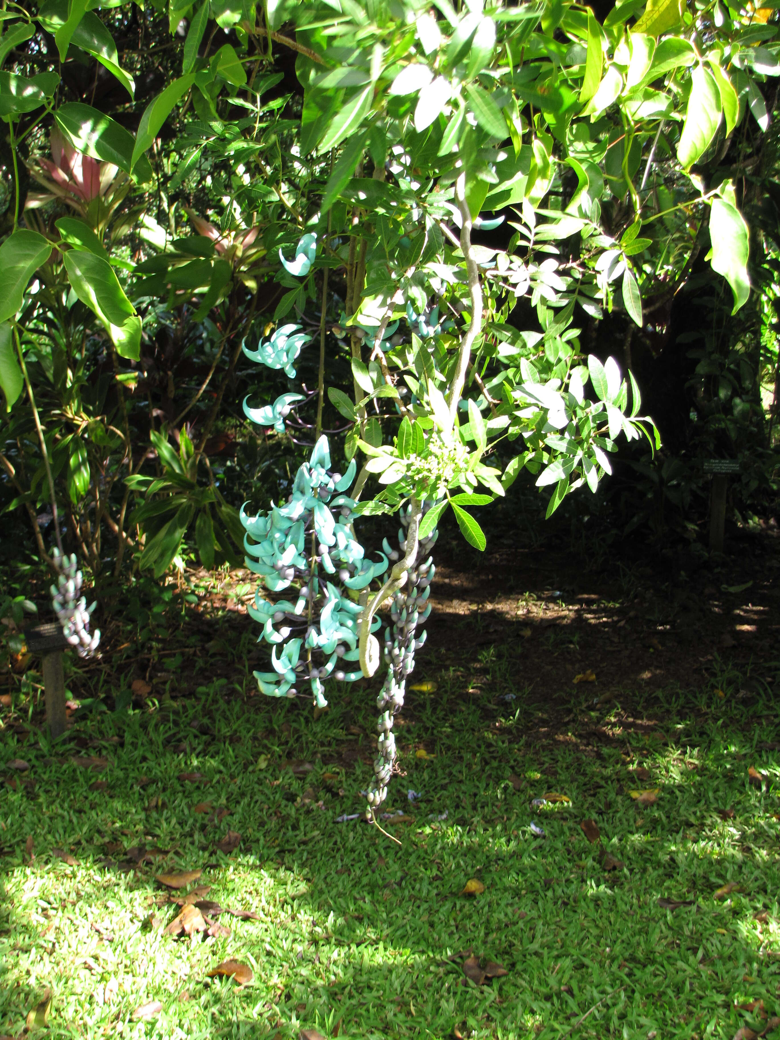 Image of Jade Vine