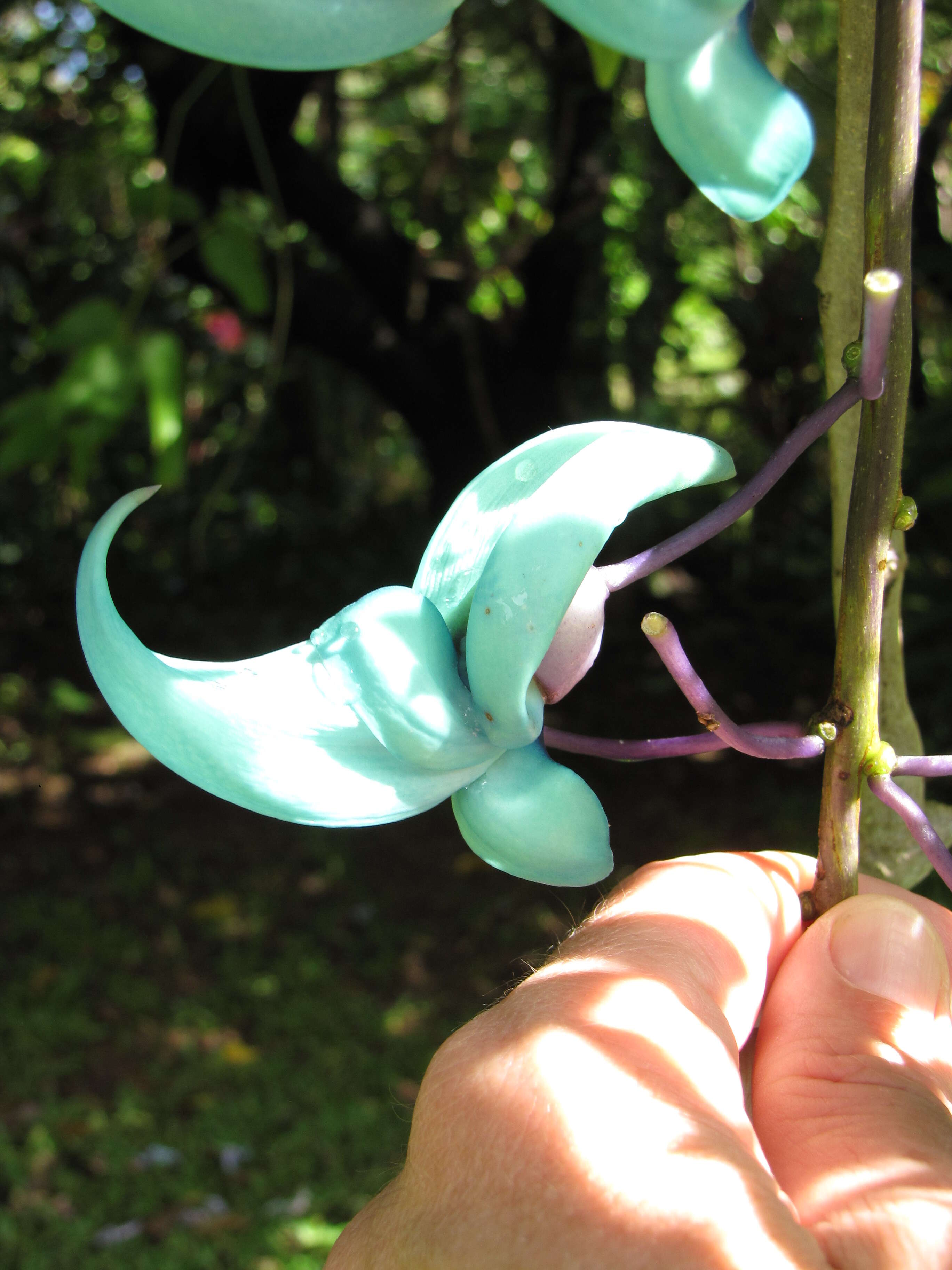 Image of Jade Vine