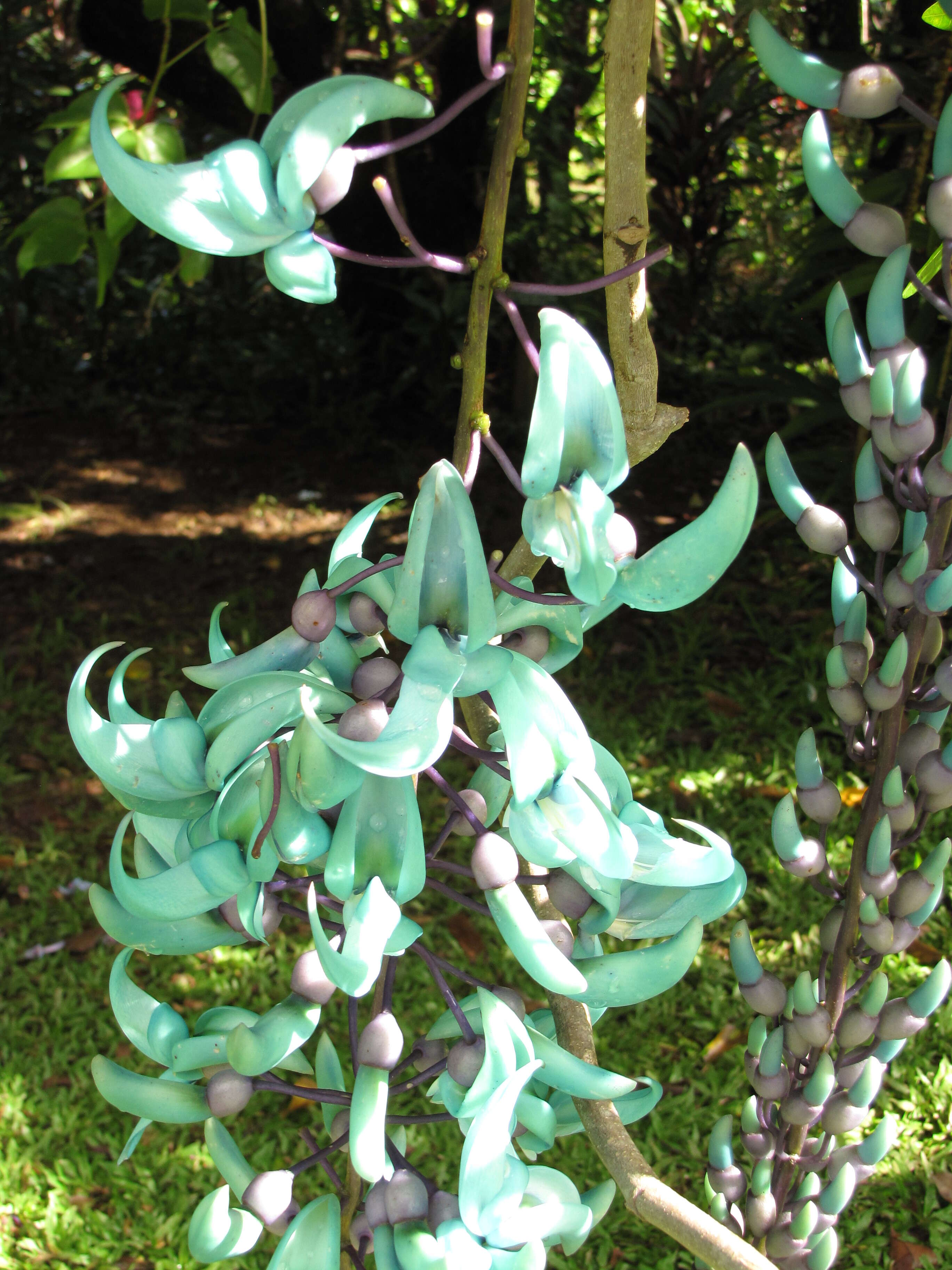 Image of Jade Vine