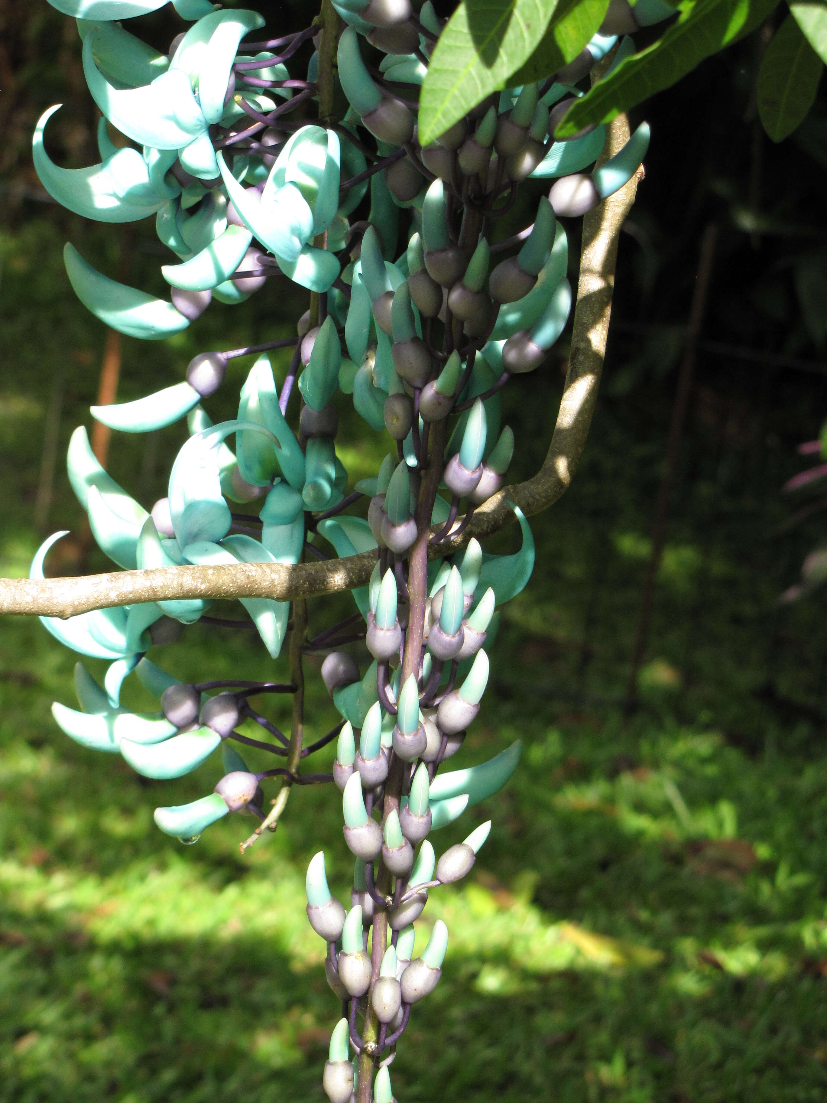 Image of Jade Vine