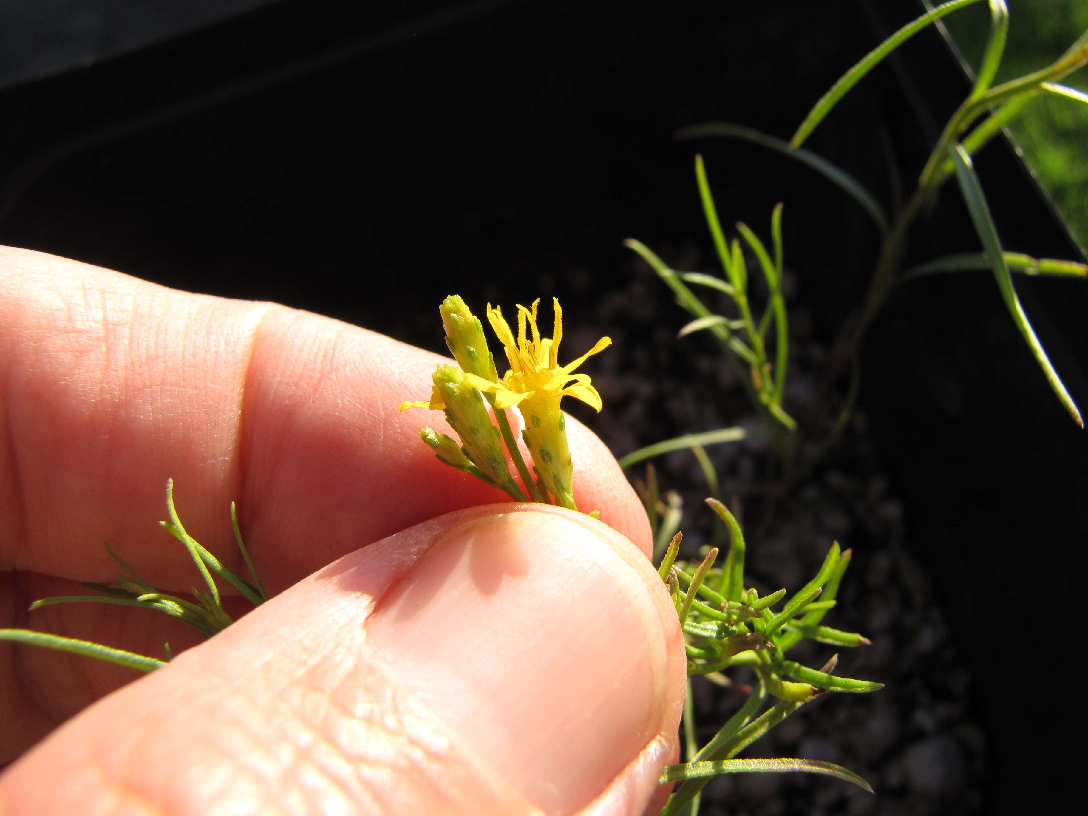 Image of broom snakeweed