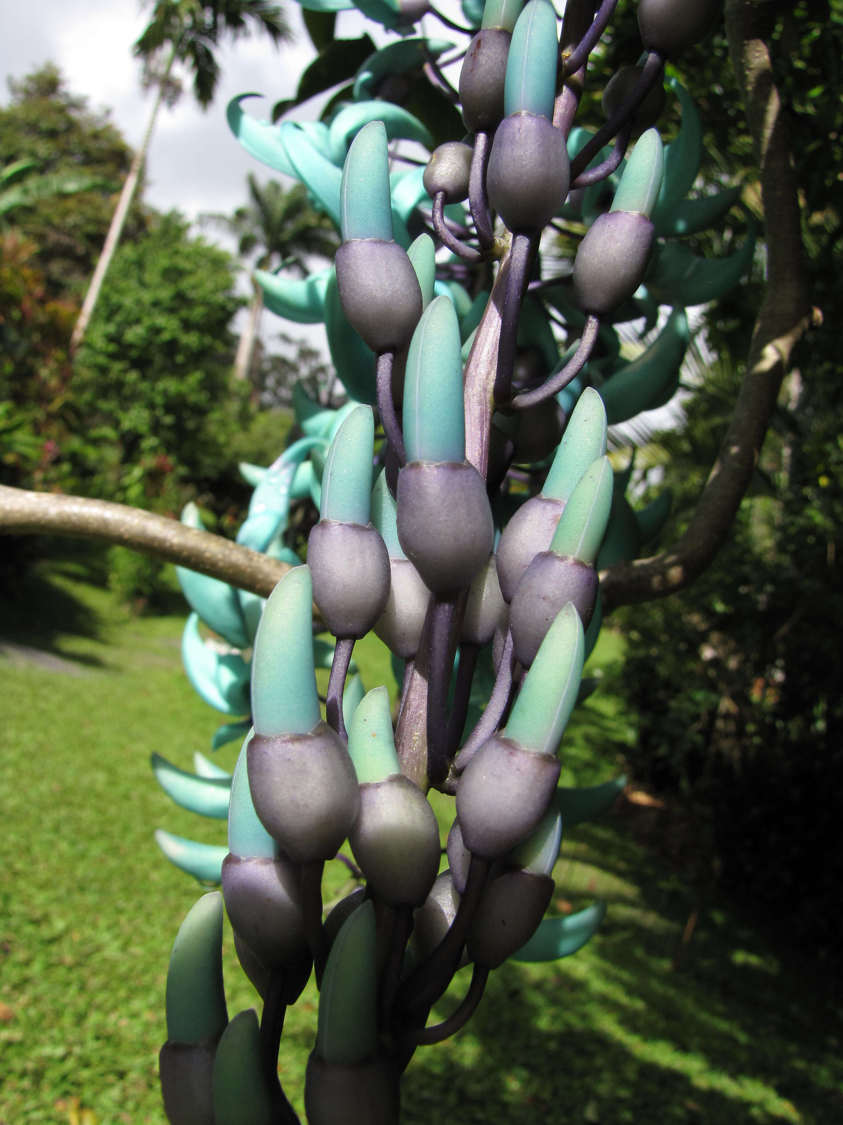 Image of Jade Vine