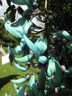 Image of Jade Vine