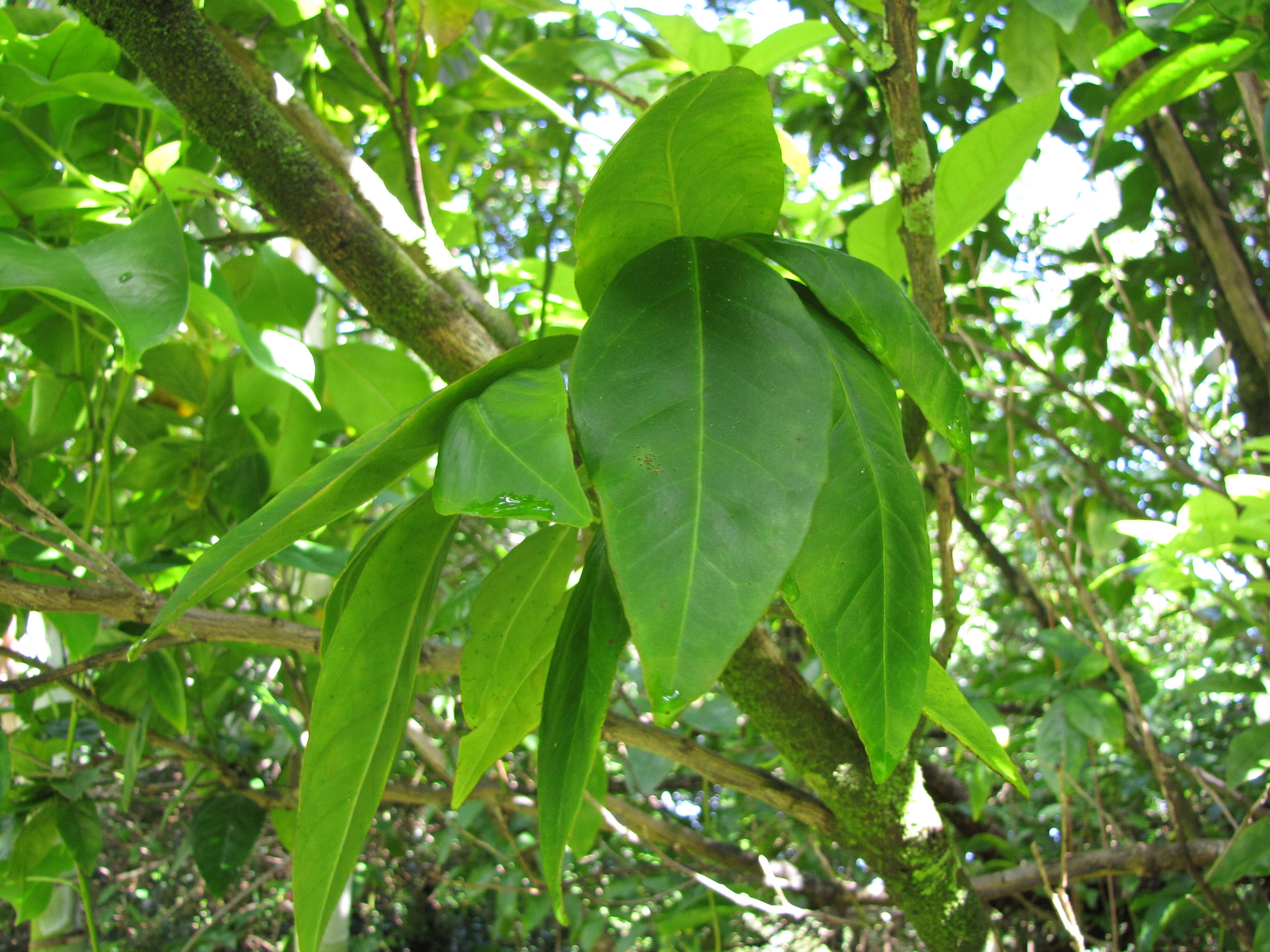 Image of Jade Vine