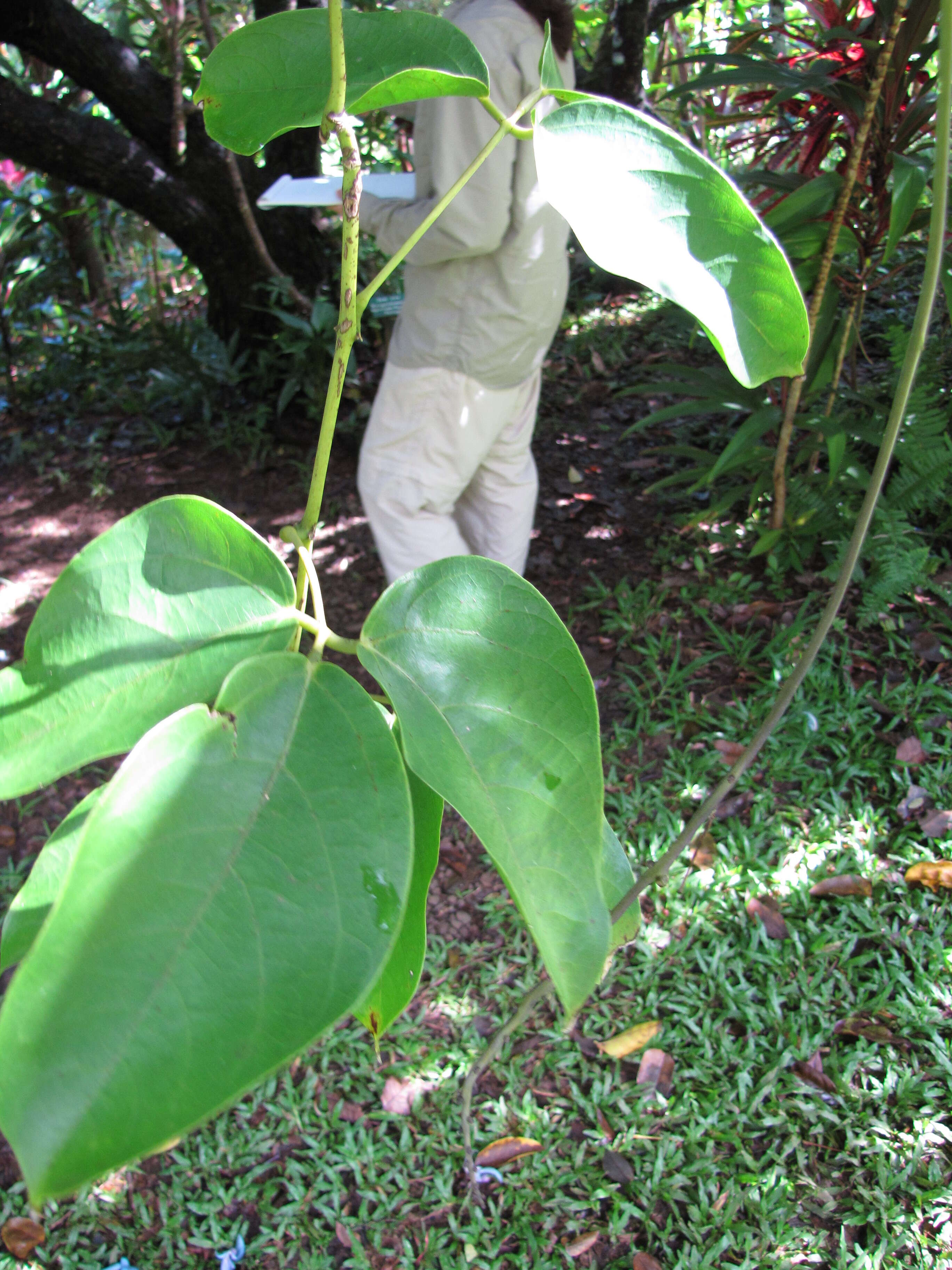 Image of Jade Vine