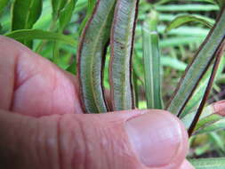 Imagem de Pteris cretica L.