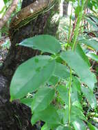 Image of Jade Vine