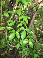 Image of Jade Vine