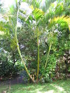 Image of Areca Palm