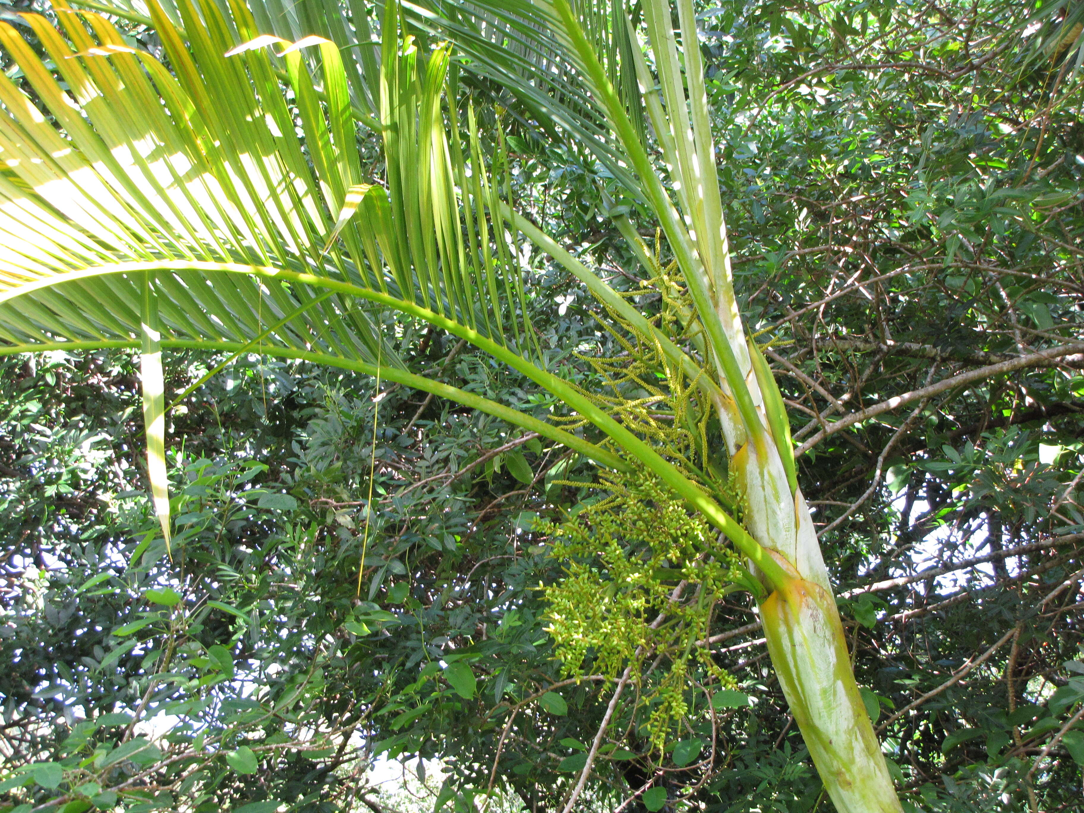 Sivun Dypsis lutescens (H. Wendl.) Beentje & J. Dransf. kuva