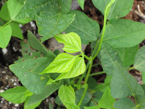 Image of winged bean