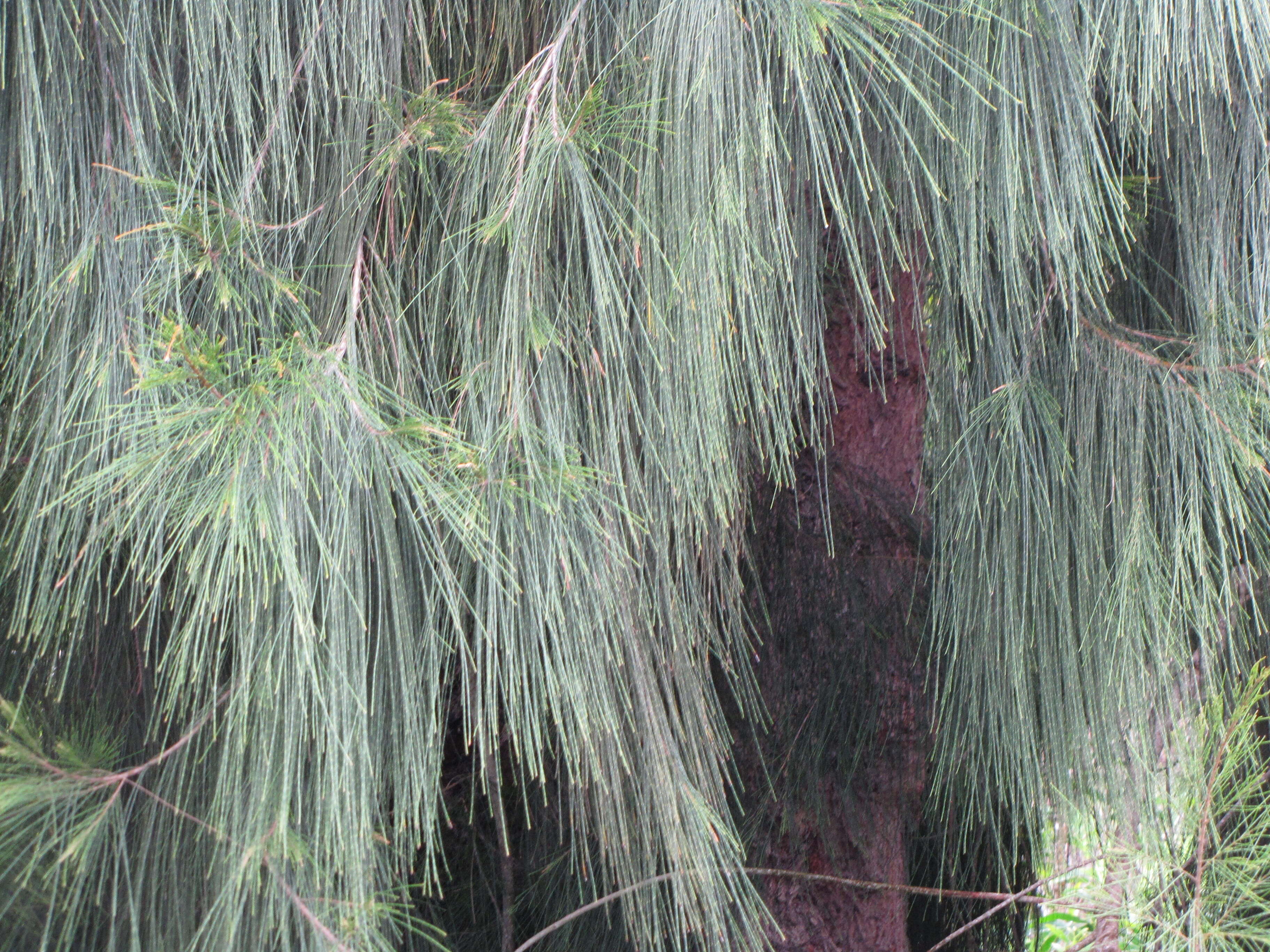 Image of gray sheoak