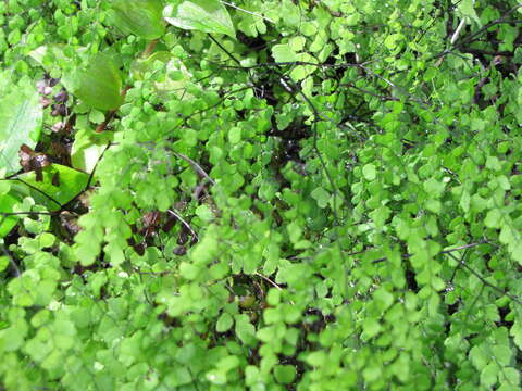 Image of delta maidenhair