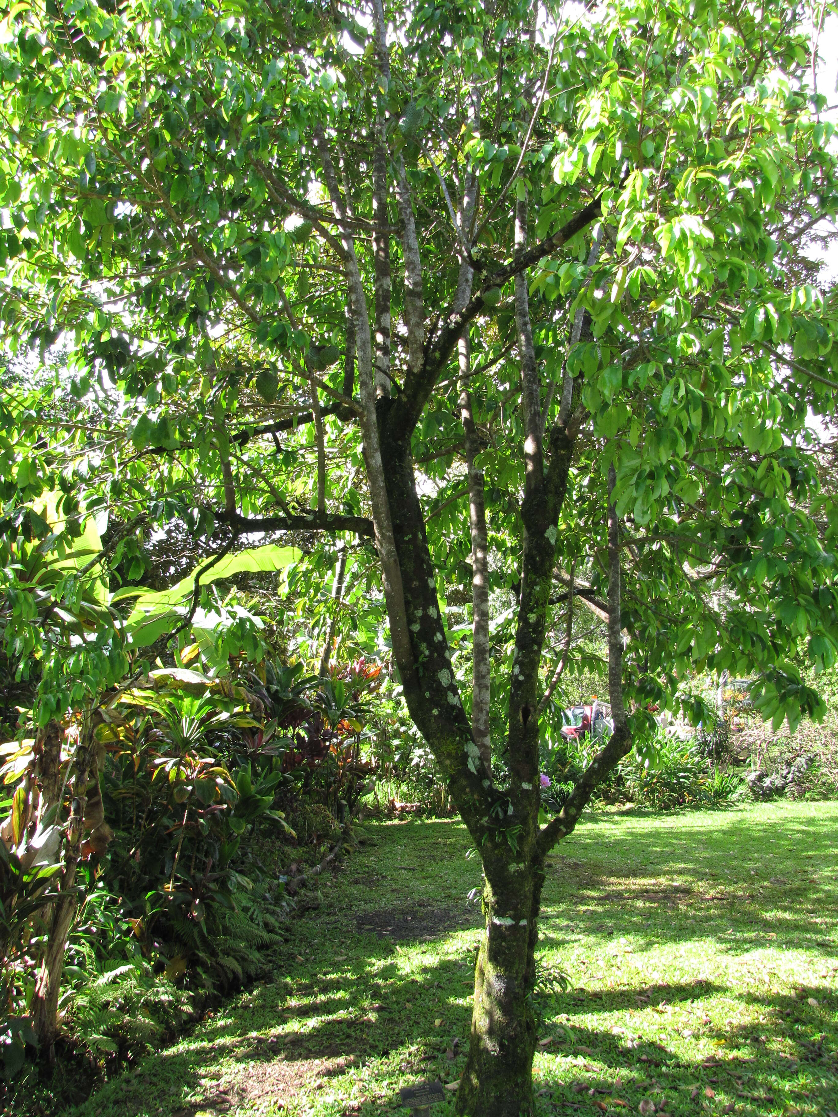 Image of soursop