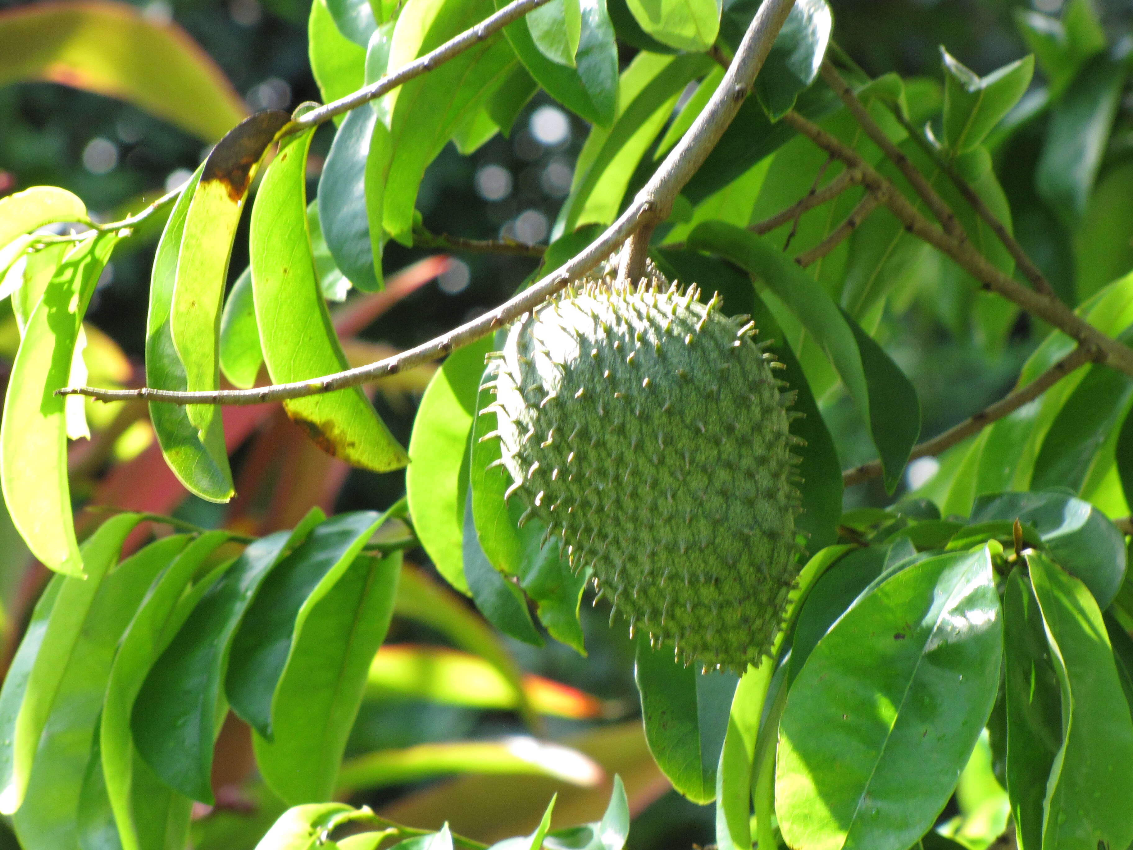 Image of soursop