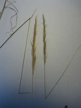 Image of clovenfoot plumegrass