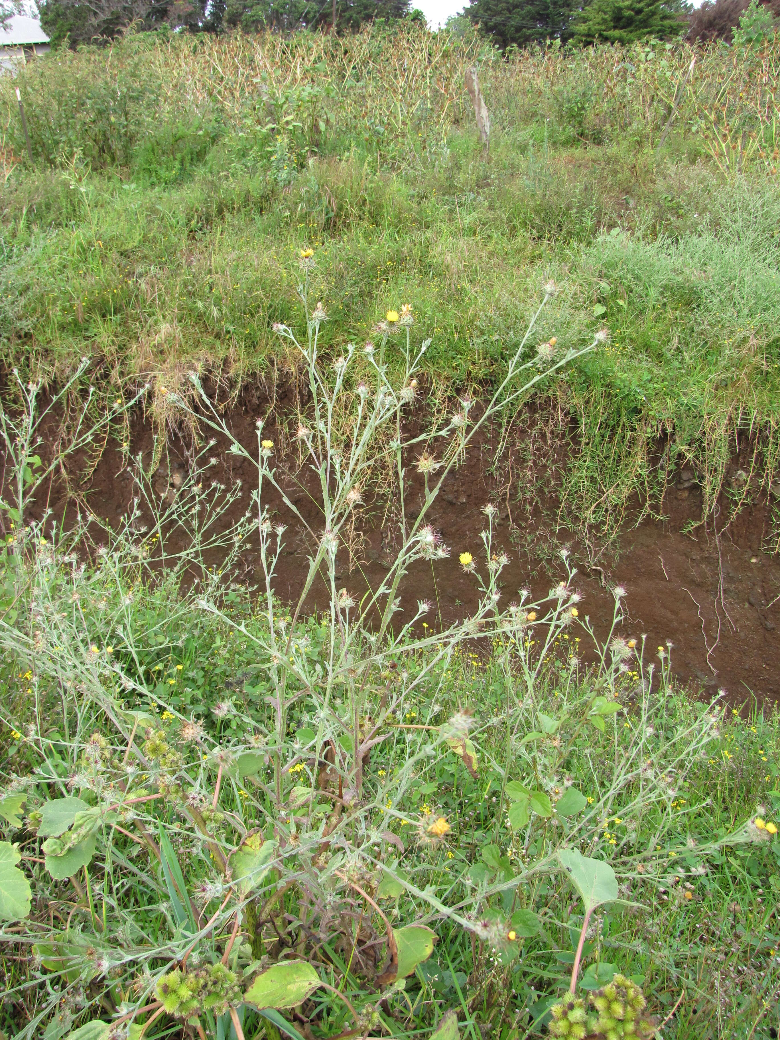 Imagem de Centaurea melitensis L.