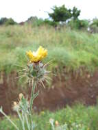 Imagem de Centaurea melitensis L.