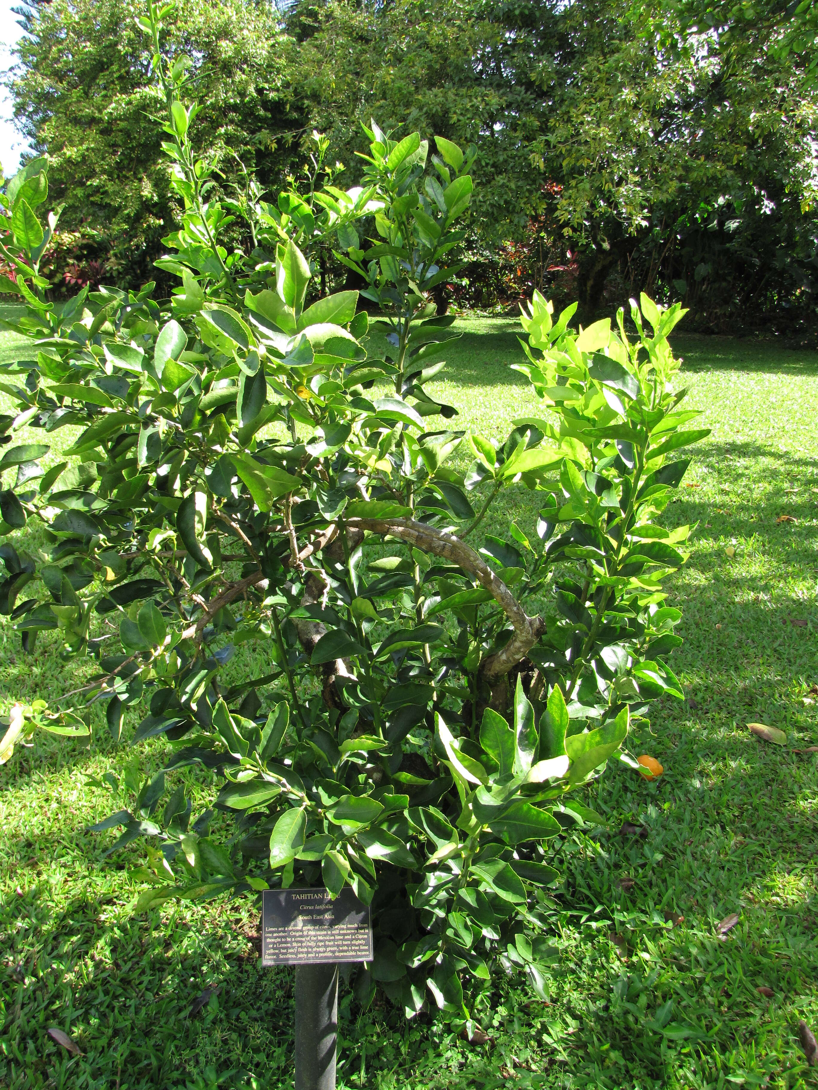 صورة Citrus latifolia (Tanaka ex Yu. Tanaka) Tanaka