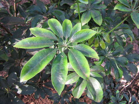 Image of Dwarf Umbrella Tree