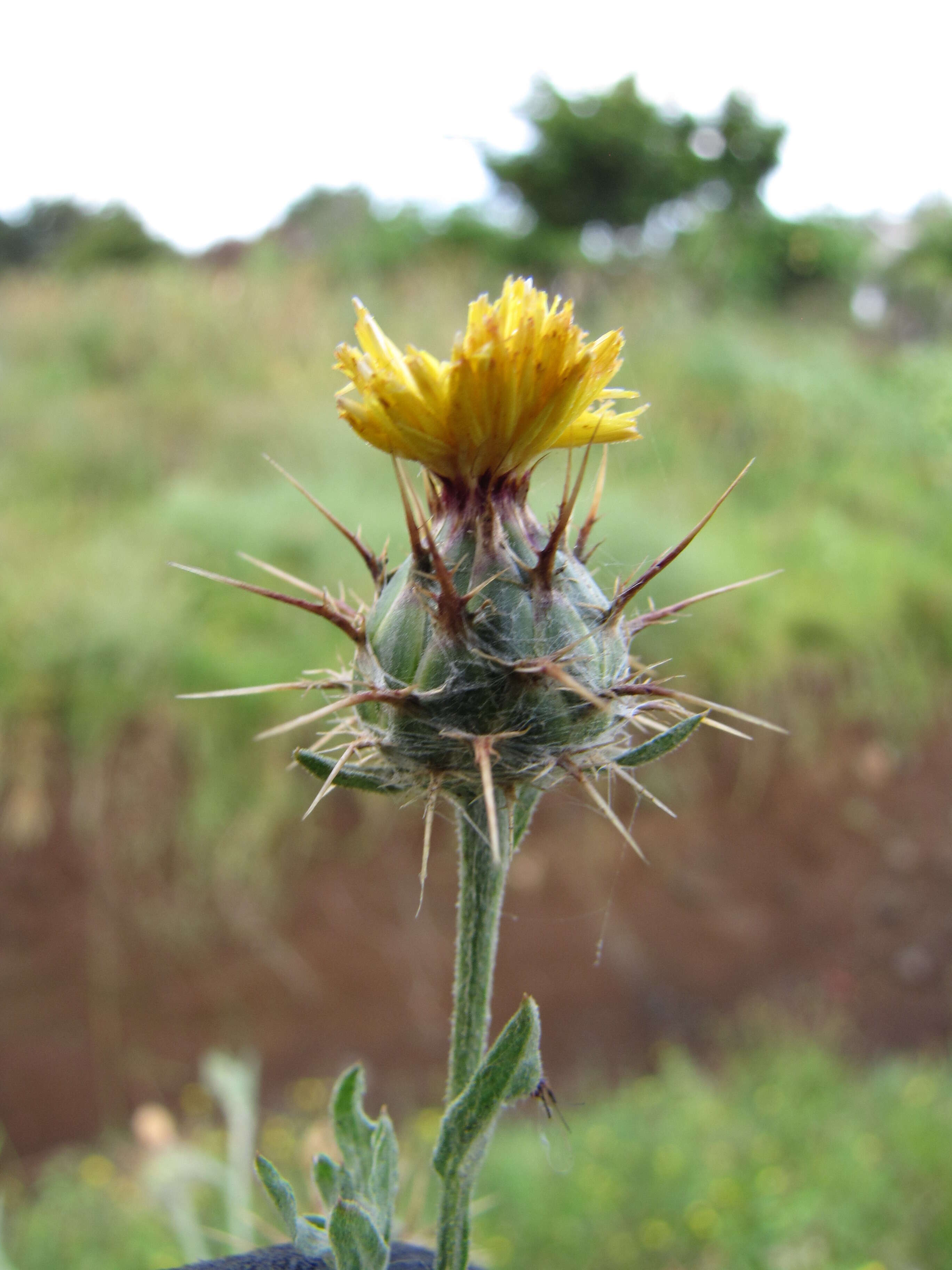 Imagem de Centaurea melitensis L.