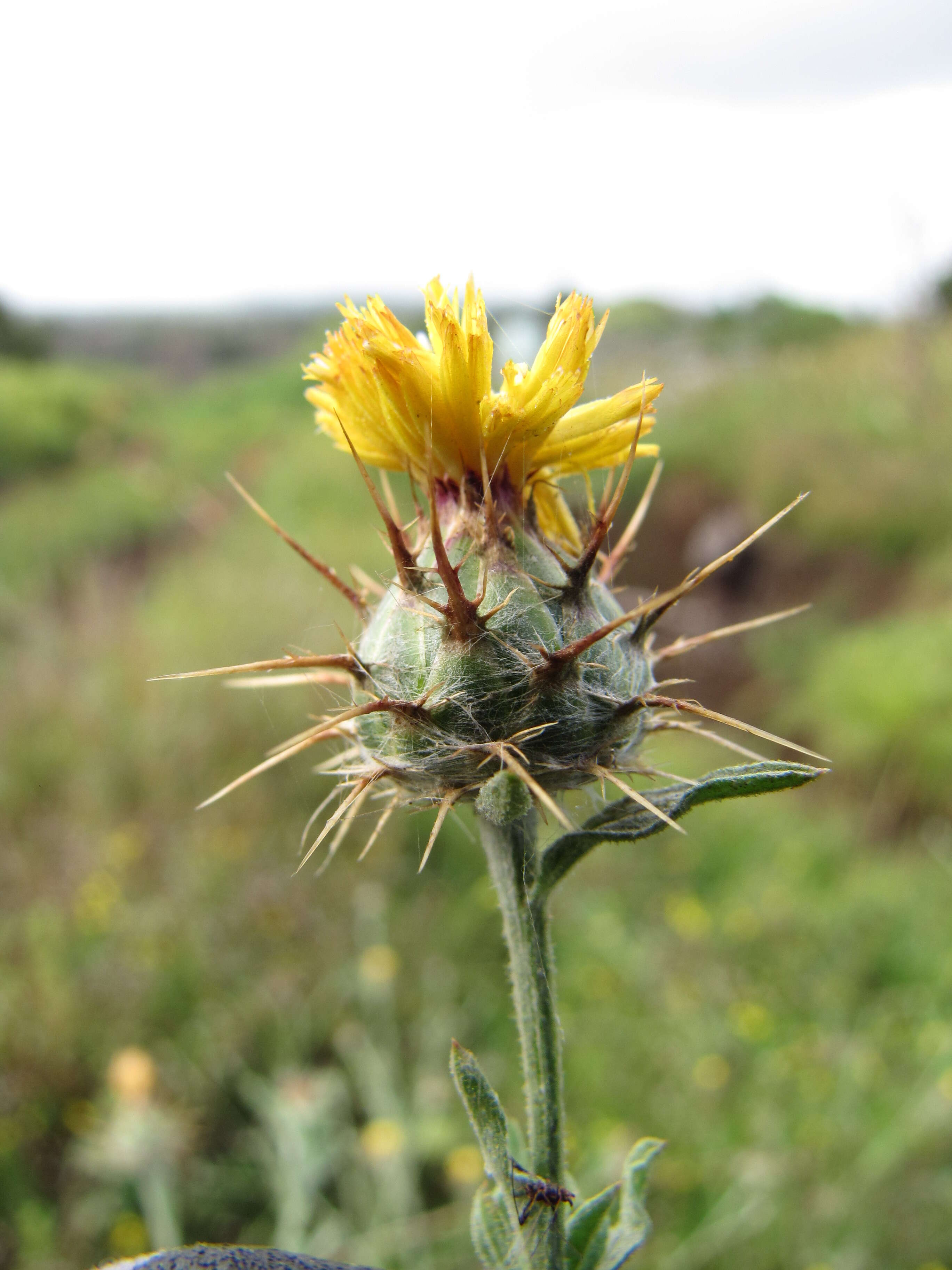 Imagem de Centaurea melitensis L.