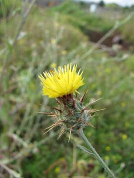 Centaurea melitensis L. resmi