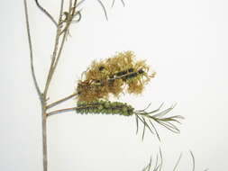 Image of Bracelet honey myrtle