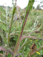 Imagem de Centaurea melitensis L.