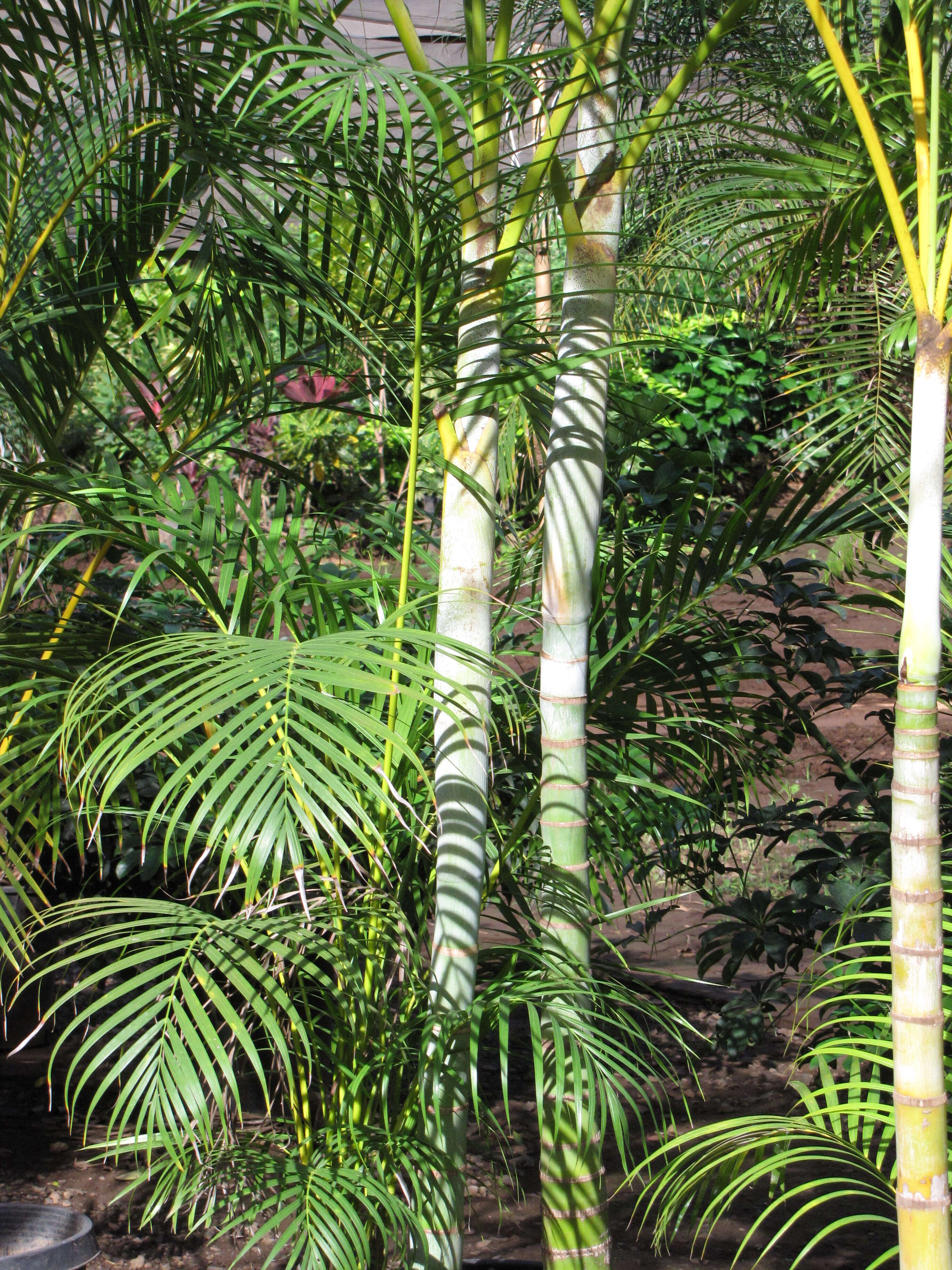 Image of Areca Palm