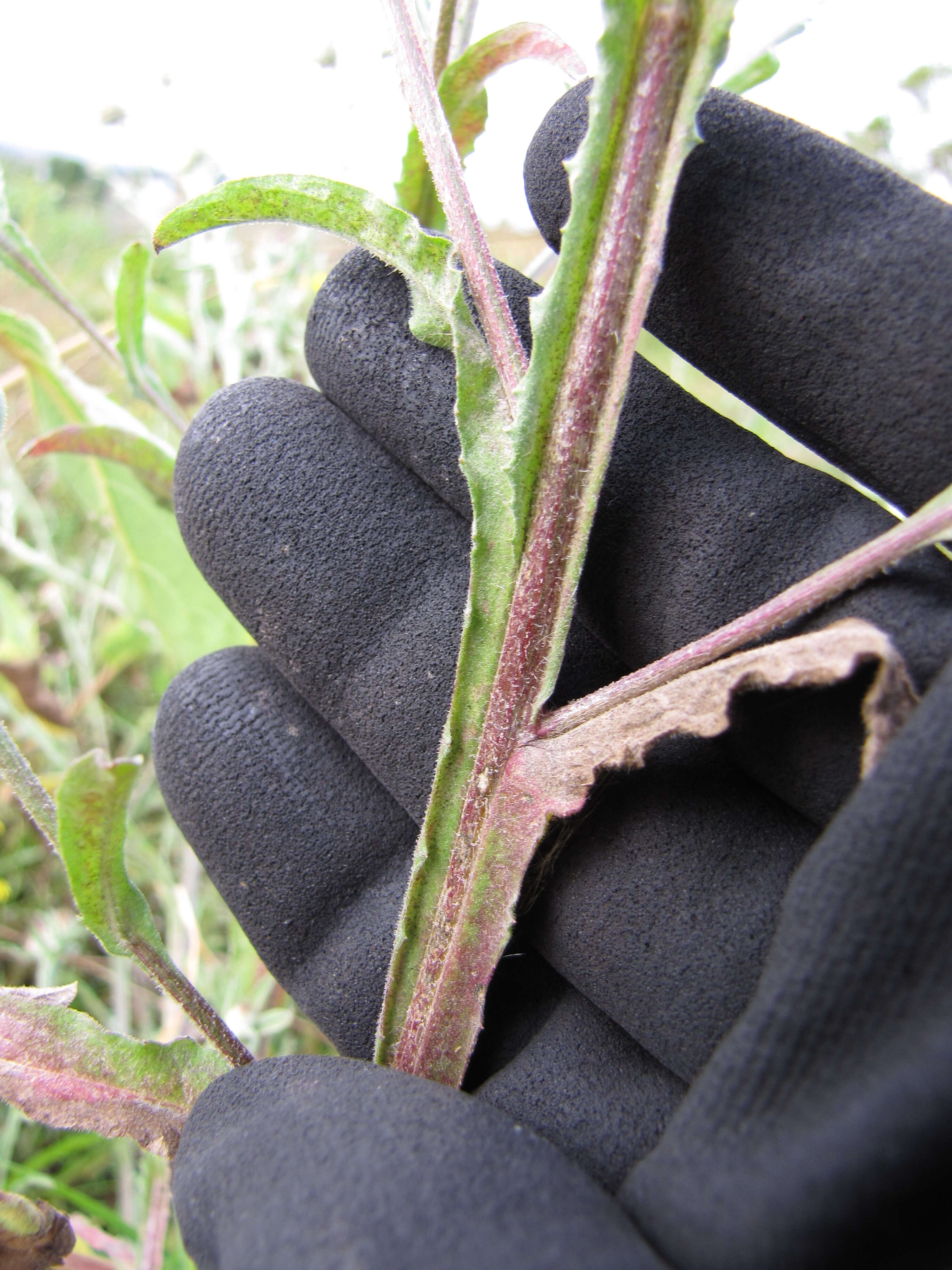 Imagem de Centaurea melitensis L.