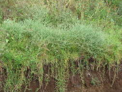 Image of Maltese star-thistle